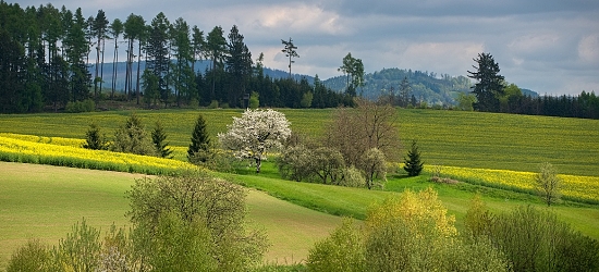 úvodní